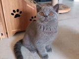 2 chatons British Shorthair mâles bleus LOOF à vendre