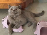 2 chatons British Shorthair mâles bleus LOOF à vendre