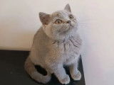 2 chatons British Shorthair mâles bleus LOOF à vendre