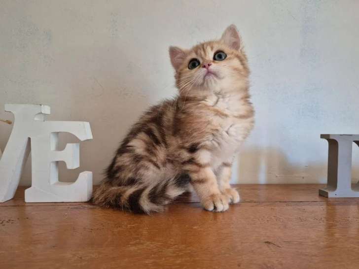 À vendre, 1 chatonne British Shorthair (LOOF)