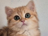À vendre, 1 chatonne British Shorthair (LOOF)