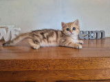 À vendre, 1 chatonne British Shorthair (LOOF)