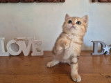 À vendre, 1 chatonne British Shorthair (LOOF)