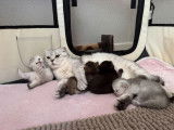 4 chatons Scottish Straight LOOF à réserver
