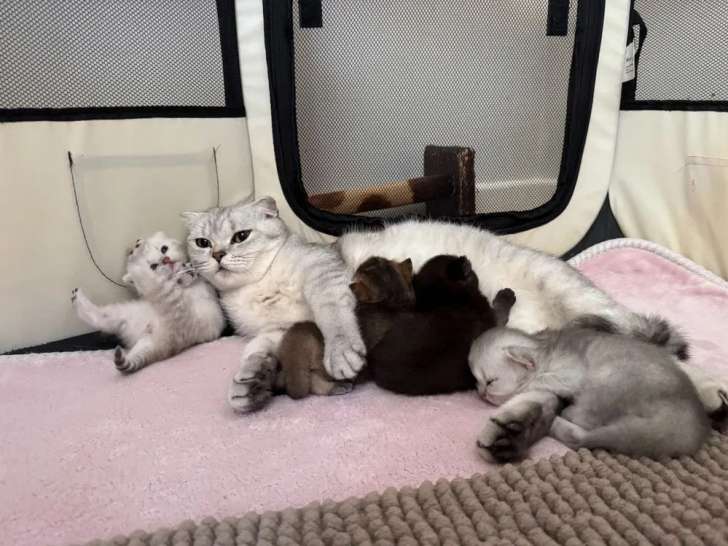 4 chatons Scottish Straight LOOF à réserver