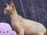 2 chats adultes femelles Sphynx LOOF à vendre