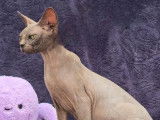 2 chats adultes femelles Sphynx LOOF à vendre