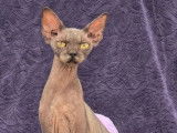 2 chats adultes femelles Sphynx LOOF à vendre