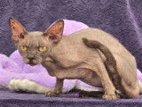 2 chats adultes femelles Sphynx LOOF à vendre