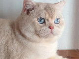 À vendre, chat mâle British Shorthair (LOOF)