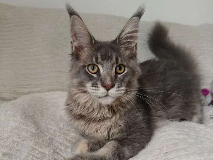 1 chaton Maine Coon femelle LOOF à vendre
