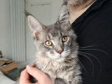 1 chaton Maine Coon femelle LOOF à vendre