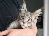1 chaton Maine Coon femelle LOOF à vendre