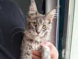 1 chaton Maine Coon femelle LOOF à vendre