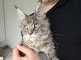 1 chaton Maine Coon femelle LOOF à vendre
