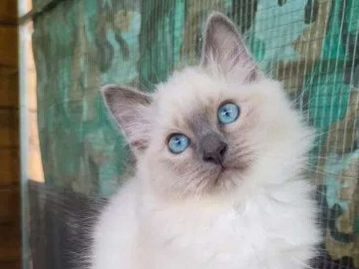 3 chatons Sacré de Birmanie LOOF à vendre