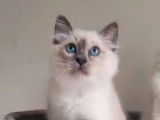 3 chatons Sacré de Birmanie LOOF à vendre