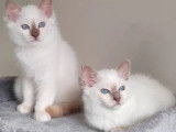 3 chatons Sacré de Birmanie LOOF à vendre