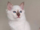 3 chatons Sacré de Birmanie LOOF à vendre