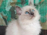 3 chatons Sacré de Birmanie LOOF à vendre