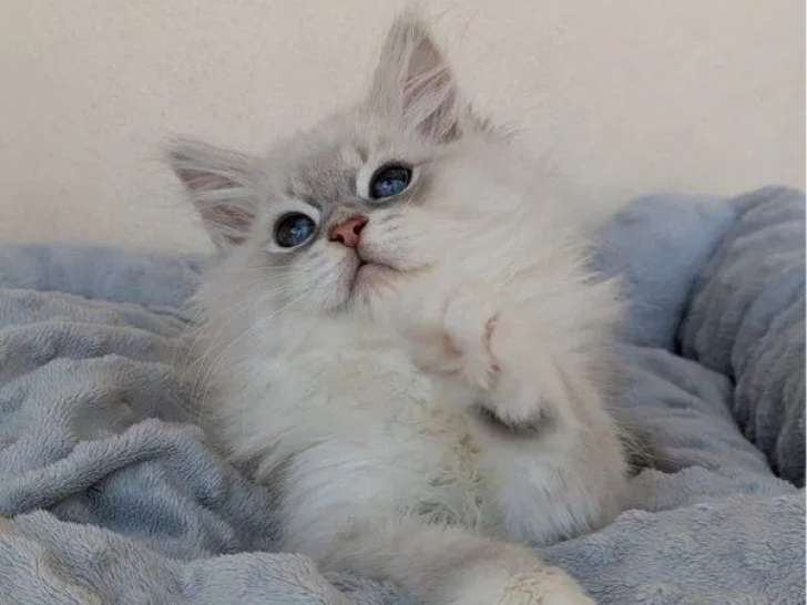 À vendre, 7 chatons Sibériens Neva Masquerade (non LOOF)
