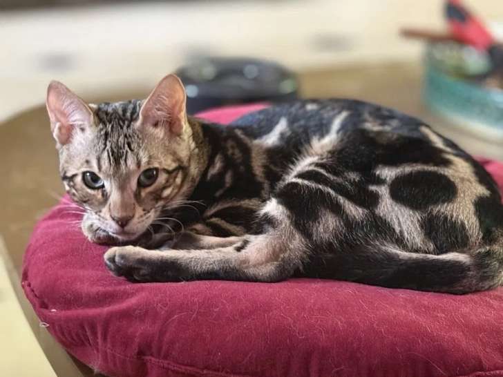 2 chiots mâles Bengal brown marble LOOF à vendre