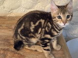 2 chiots mâles Bengal brown marble LOOF à vendre