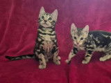 2 chiots mâles Bengal brown marble LOOF à vendre