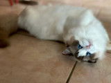 À vendre, une chatte adulte Ragdoll (LOOF)