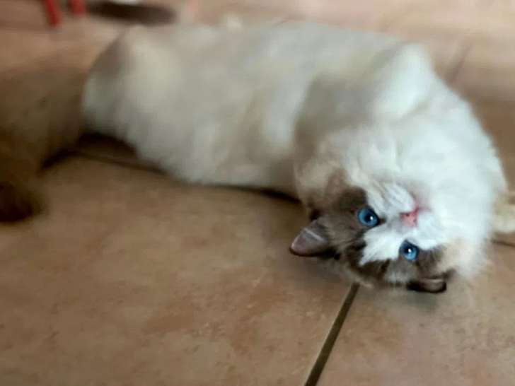 À vendre, une chatte adulte Ragdoll (LOOF)