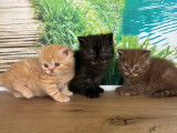 À vendre, 3 chatons British Shorthair (LOOF)