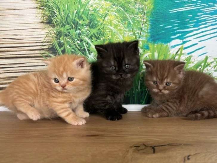À vendre, 3 chatons British Shorthair (LOOF)