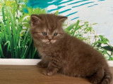 À vendre, 3 chatons British Shorthair (LOOF)