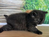 À vendre, 3 chatons British Shorthair (LOOF)