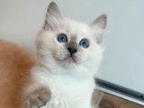 2 chatons Ragdoll LOOF à réserver