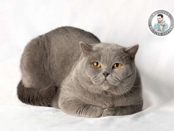 Chat British Shorthair disponible pour saillie (LOOF)