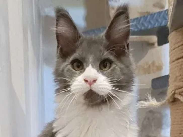 À vendre, 1 chaton Maine Coon mâle (LOOF)