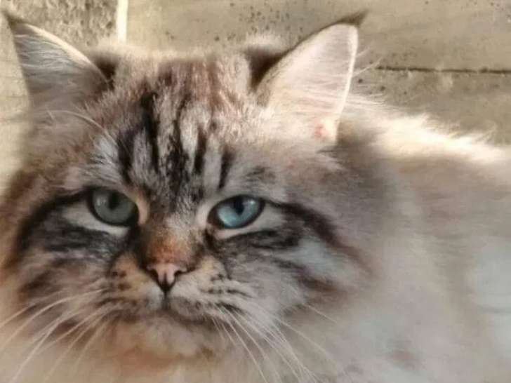 Un chat Sibérien seal tabby point LOOF pour saillie