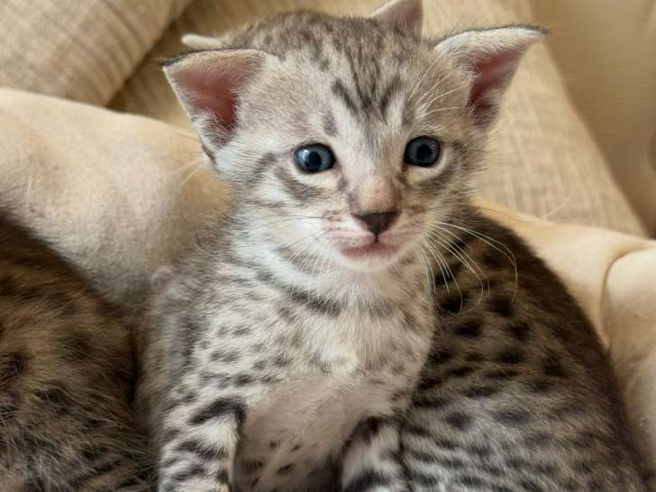 Chatons Savannah F5 LOOF à vendre