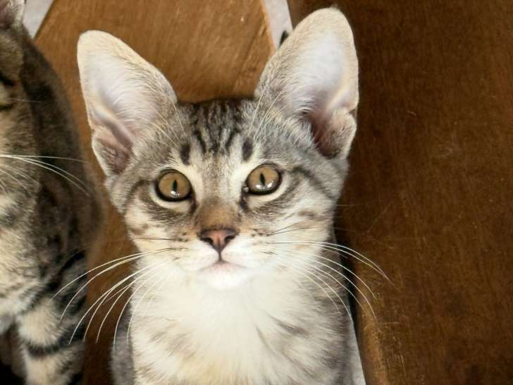 😻✨Savannah & F5 & LOOF & SBT & Prestigieuses origines & Livraison partout en France