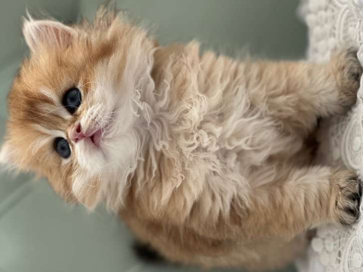 Garçon British longhair ny11= Éko