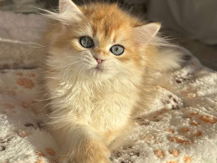 Chatons de race British Shorthair Golden