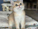 Chatons de race British Shorthair Golden