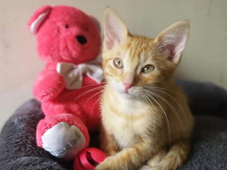 Dora, chatonne roux tigré à adopter