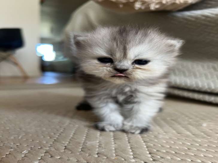 Chatons Persan à vendre