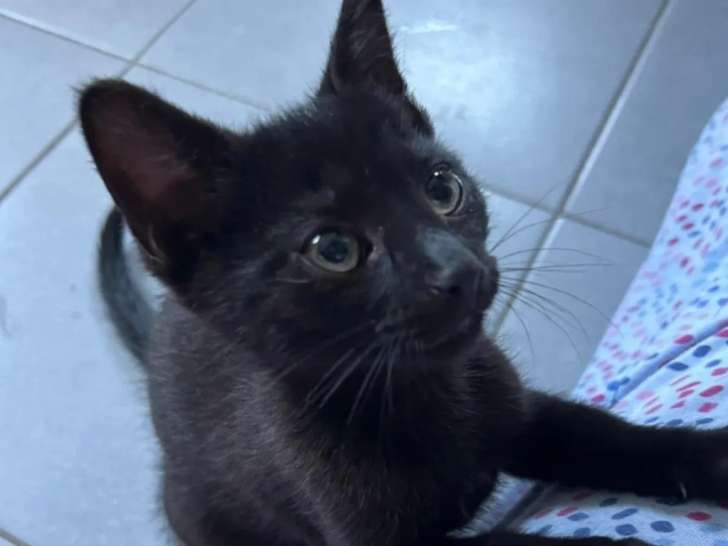 Chaton mâle noir à la recherche d’une famille