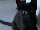 Chaton mâle noir à la recherche d’une famille