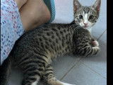 Adoption disponible : chatonne de 4 mois
