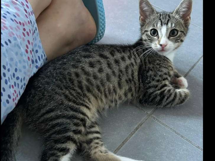 Adoption disponible : chatonne de 4 mois
