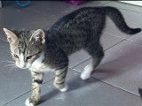 Adoption disponible : chatonne de 4 mois